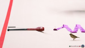 sr q bird sfe06795 copia simone ferraro ph